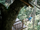 gibbon (43)